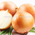 Preço de sementes de cebola amarela híbrida AON012 Huangguo f1